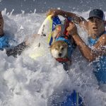shiba-inus-or-squids?-crypto-investors-ride-latest-craze,-fanning-bubble-debate