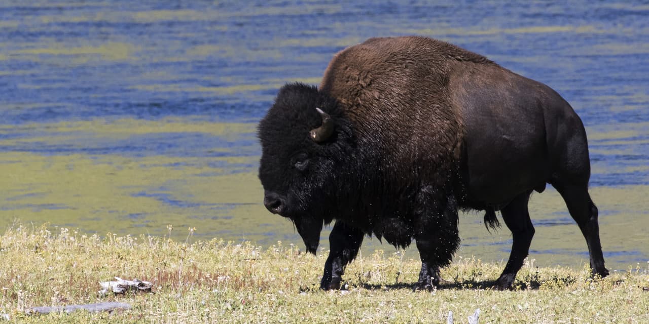 7-stock-picks-you-might-not-have-heard-about-why-they’re-‘best-of-breed-bisons.’